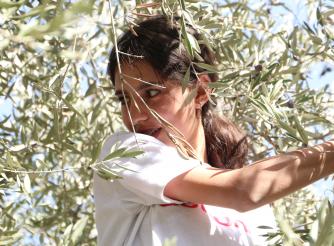 Raneem is a Palestinian young woman who volunteered in olive picking in Walageh